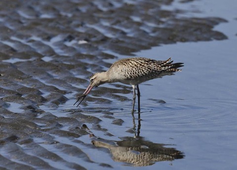 オオソリハシシギ8953