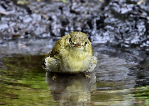 メボソムシクイ3671