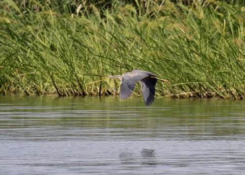 ムラサキサギ6632