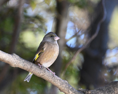 オオカワラヒワ7470