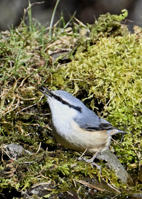 ゴジュウカラ7679