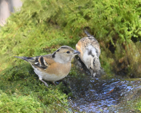 アトリ♀2769