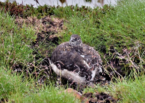 ライチョウ夏羽♂3352