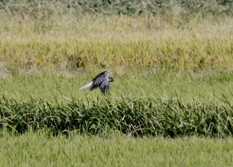 大陸型チュウヒ♂5936