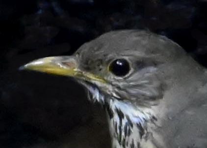 クロツグミ♀3001(4357)