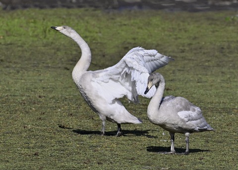 オオハクチョウ幼鳥3904
