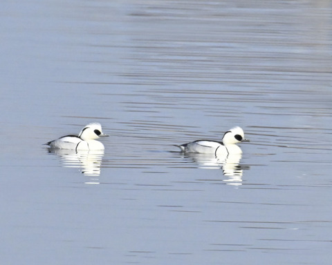 ミコアイサ♂4696