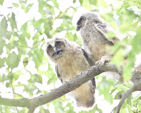 トラフズクの雛③3848