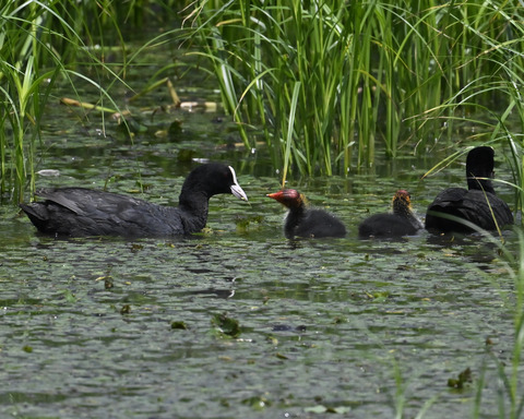 オオバンの親子6159