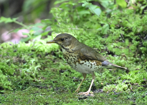 クロツグミ♀0022