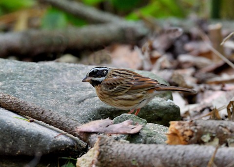 シロハラホオジロ♂0843