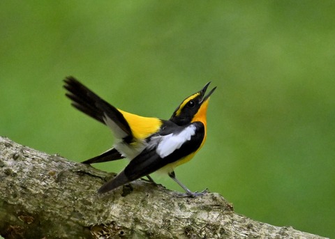 キビタキ成鳥♂5817