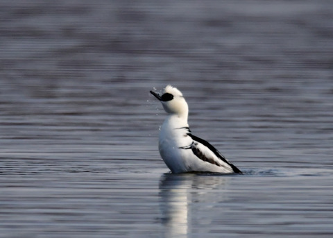 ミコアイサ♂8909
