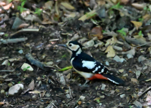 アカゲラ♀6656