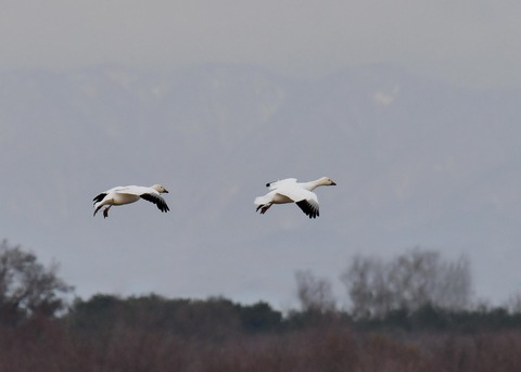 ハクガン7066 - コピー