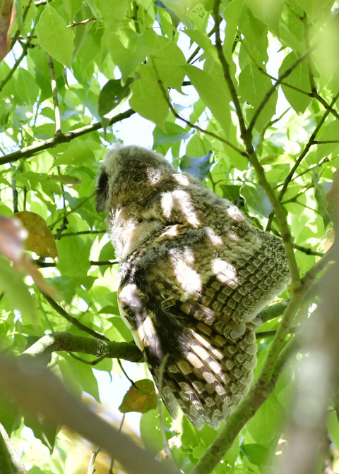 トラフズクのヒナ③9314