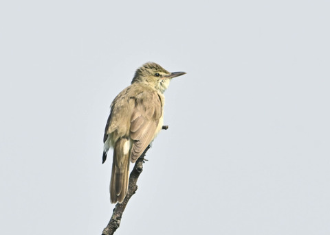 オオヨシキリ1193