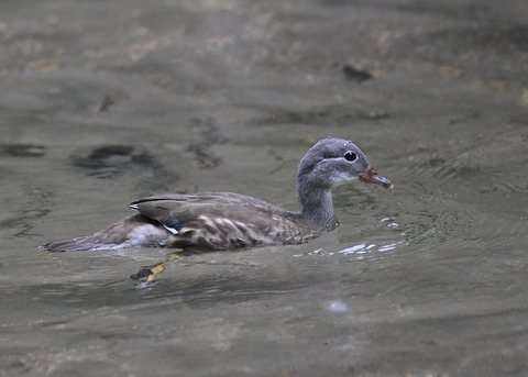 オシドリ♀幼鳥6685