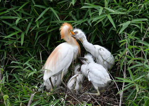アマサギ7329