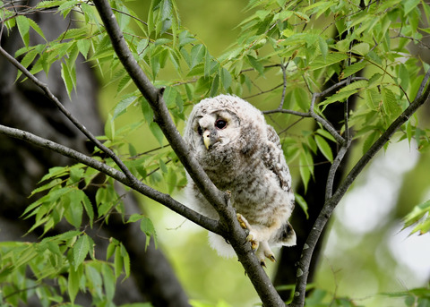 フクロウのヒナ②0025