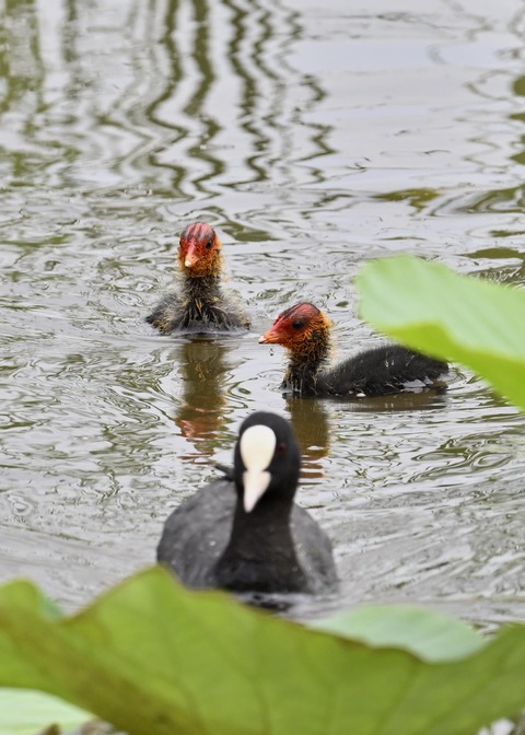 オオバン親子7207