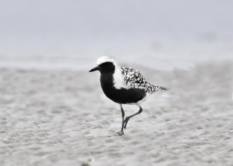 ダイゼン9031