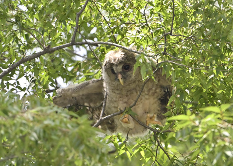 フクロウのヒナ7780