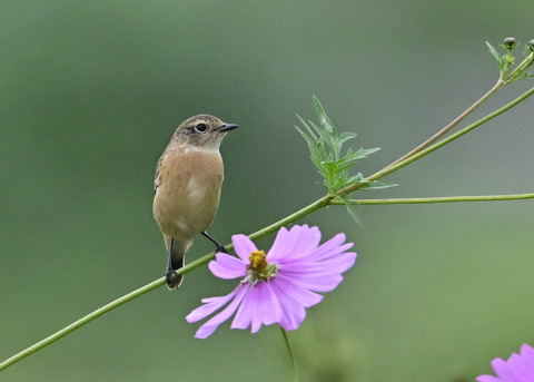ノビタキ♀0900