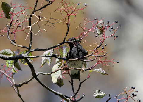 クロツグミ幼鳥3353