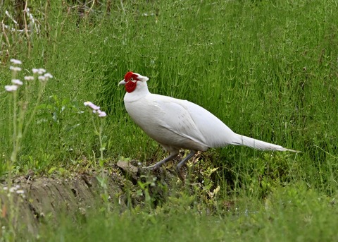 キジ♂白化1553