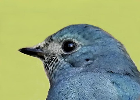 ロクショウビタキ8003
