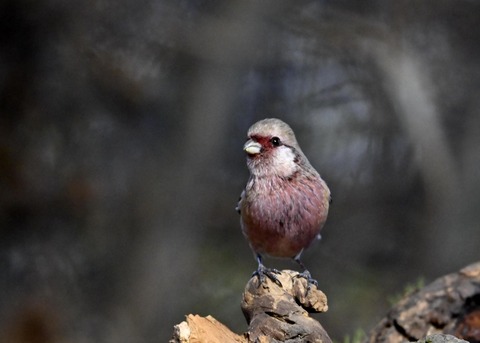 ベニマシコ♂5428