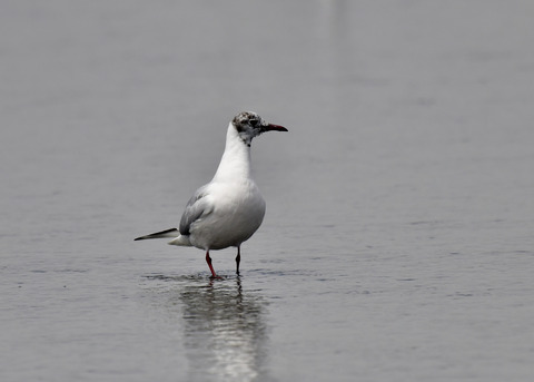 冬⇒夏ユリカモメ8026