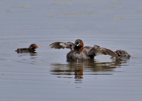 カイツブリ親子2402