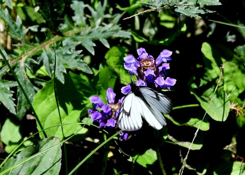 ミヤマシロチョウ♂2913