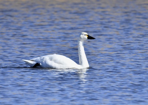 アメリカコハクチョウ①0270