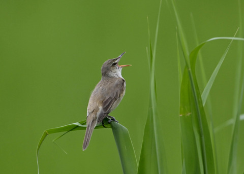 オオヨシキリ4181