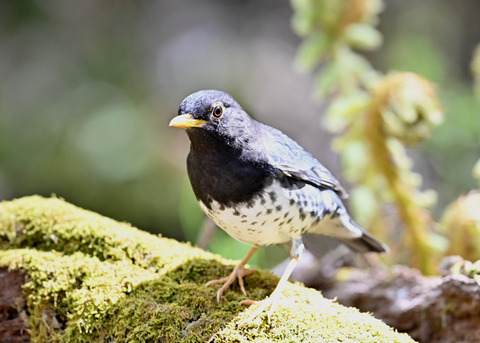 クロツグミ♂5906