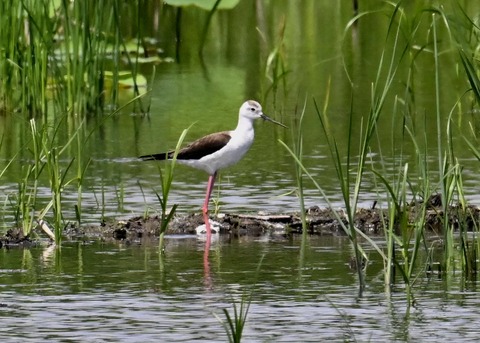 セイタカシギ8772