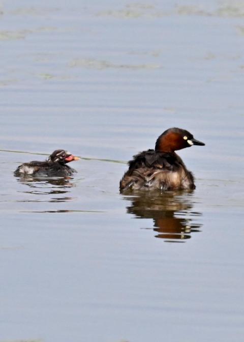 カイツブリ親子2456