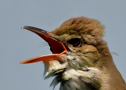 オオヨシキリ3505