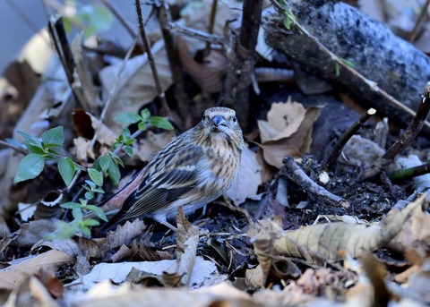 オオマシコ♀9477