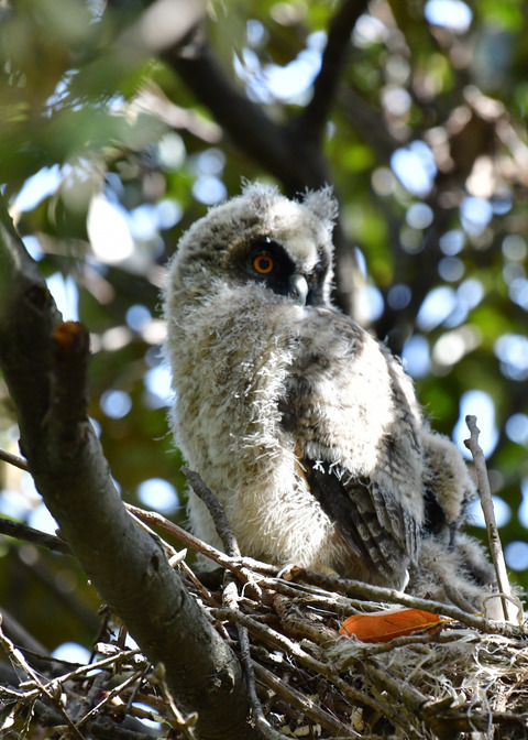 トラフズクのヒナ②5949