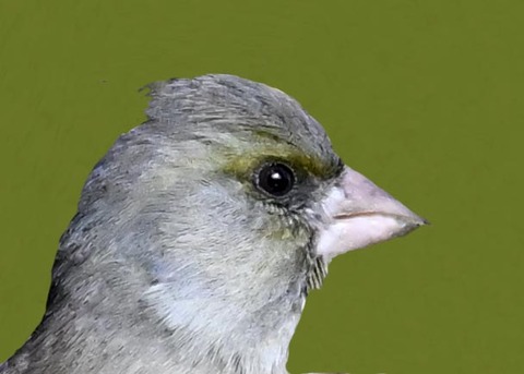 オオカワラヒワ5001