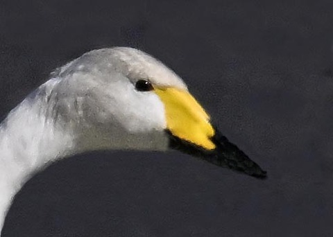 オオハクチョウ8001