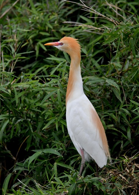 アマサギ4657