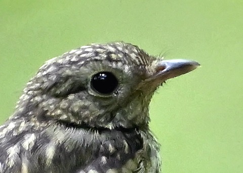 キビタキ幼鳥1002