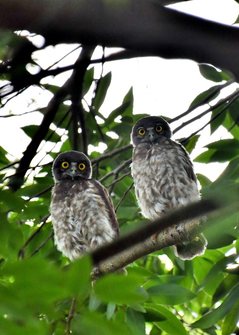 アオバズクのヒナ6526