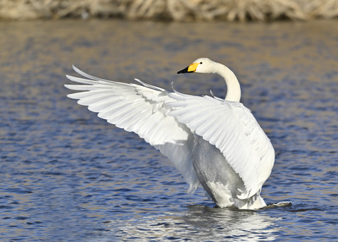 オオハクチョウ7664