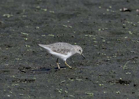 オジロトウネン5041